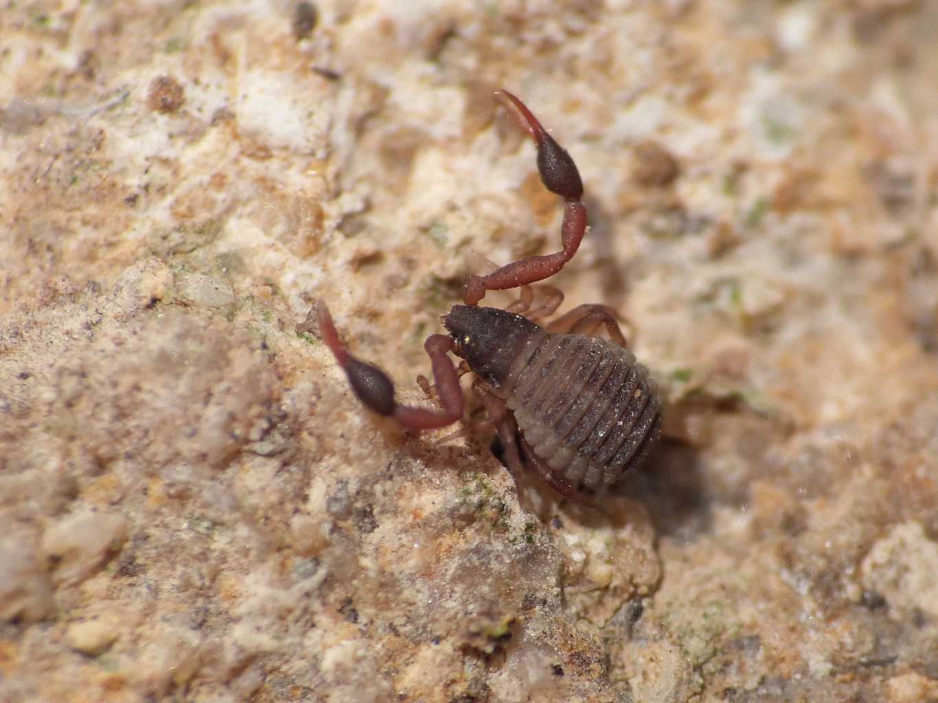 Geogarypus cfr nigrimanus - S. Severa (RM)